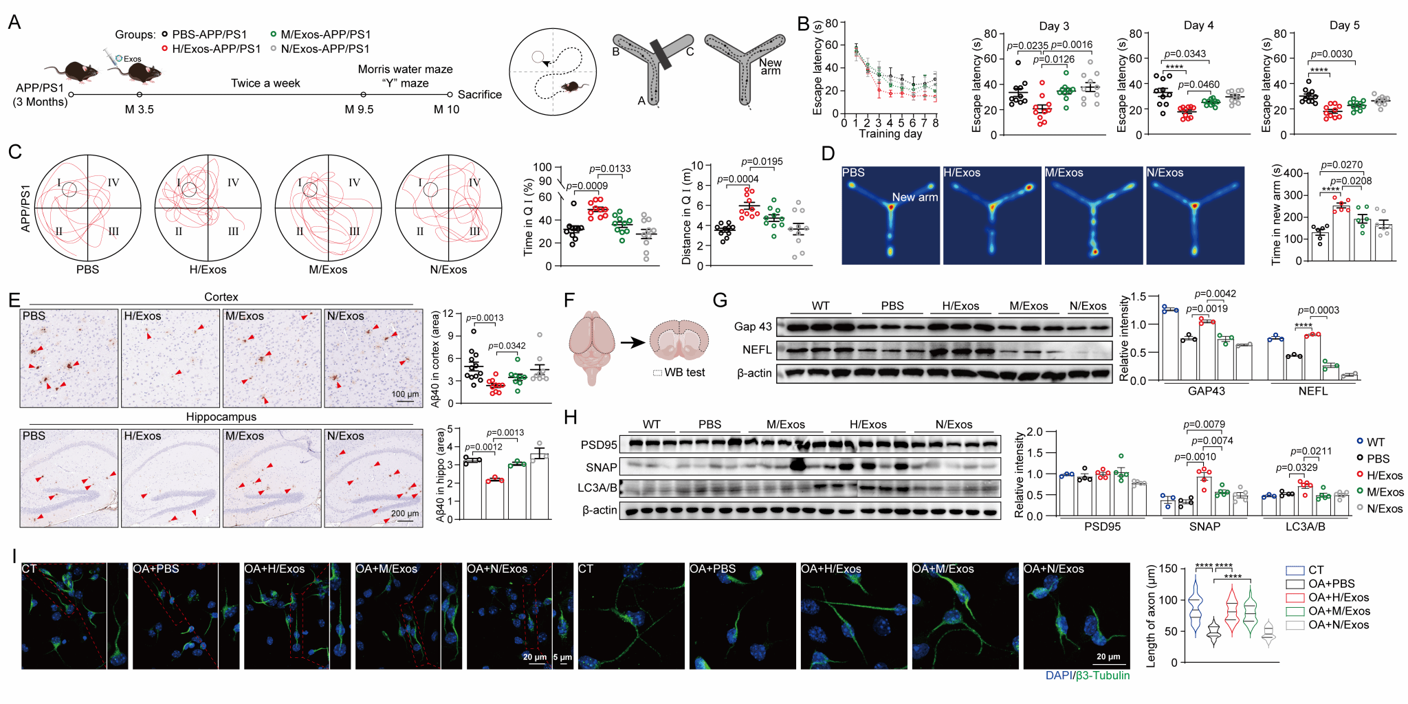 圖 3 雜交細胞外泌體修復神經元損傷改善APPPS1小鼠認知功能.png