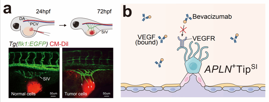 1720626696496901.png 微信圖片_20240710235048_副本.png