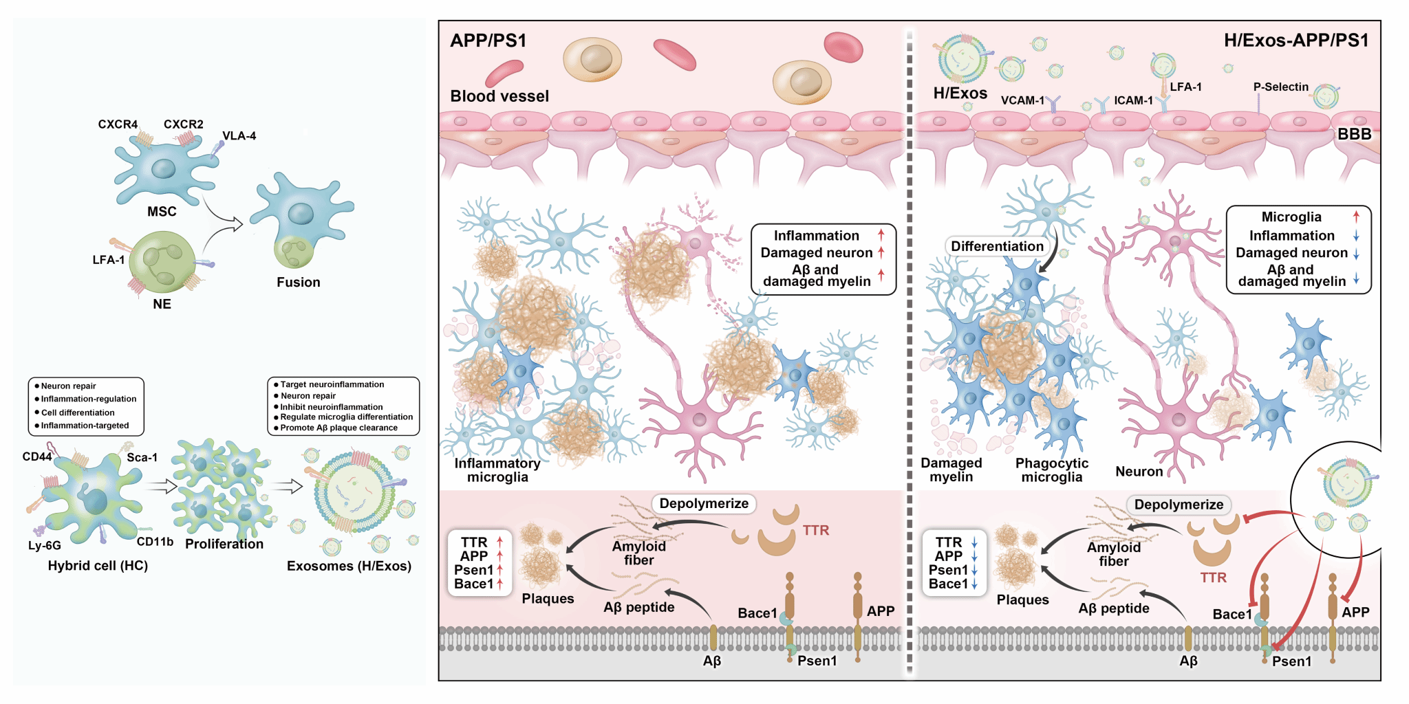 示意圖 MSCs-NEs雜交細胞制備及其外泌體HExos精準治療阿爾茨海默病的相關機制1.png